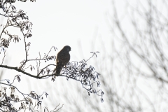 Buzzard