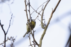 Blue Tit