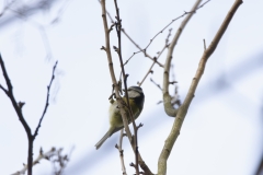 Blue Tit