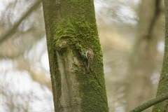 TreeCreeper