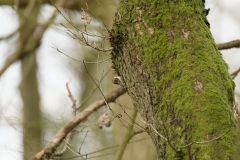 TreeCreeper