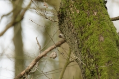 TreeCreeper