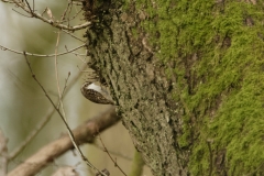 TreeCreeper