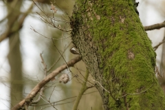 TreeCreeper