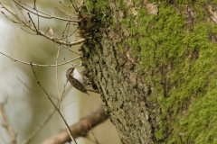 TreeCreeper