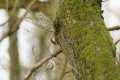 TreeCreeper