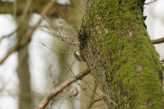 TreeCreeper