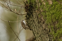 TreeCreeper