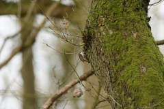 TreeCreeper