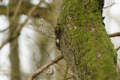 TreeCreeper