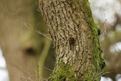 TreeCreeper