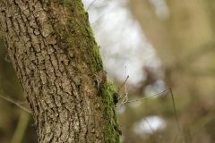 TreeCreeper