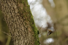 TreeCreeper