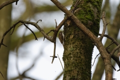 TreeCreeper