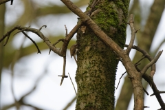 TreeCreeper