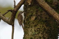 TreeCreeper