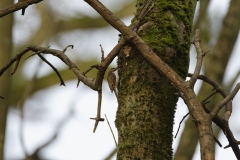 TreeCreeper