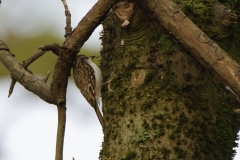 TreeCreeper