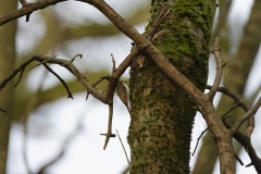 TreeCreeper