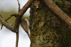 TreeCreeper