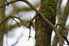 TreeCreeper