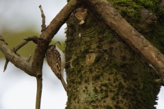 TreeCreeper