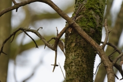 TreeCreeper