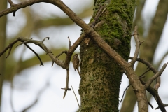 TreeCreeper