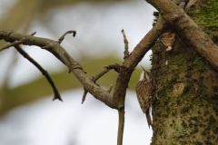 TreeCreeper