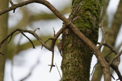 TreeCreeper