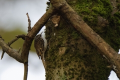 TreeCreeper