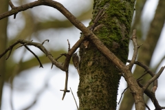 TreeCreeper