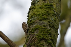 TreeCreeper