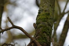 TreeCreeper