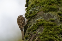 TreeCreeper