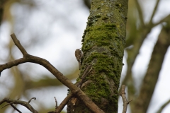 TreeCreeper