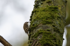 TreeCreeper