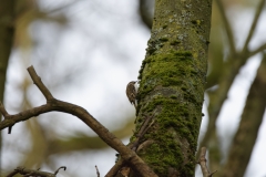 TreeCreeper