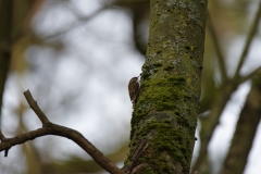 TreeCreeper