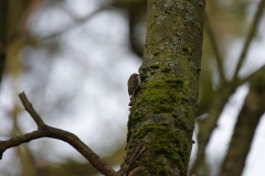 TreeCreeper