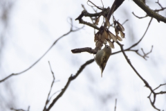 Goldcrest