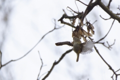 Goldcrest