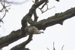 Goldcrest