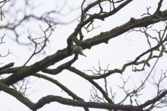 Goldcrest