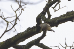 Goldcrest