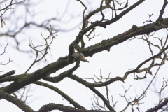 Goldcrest