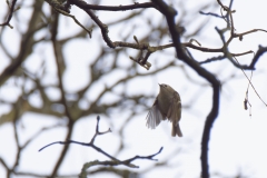 Goldcrest in Flight