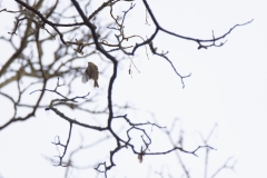 Goldcrest in Flight