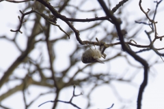 Goldcrest