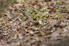 Wren